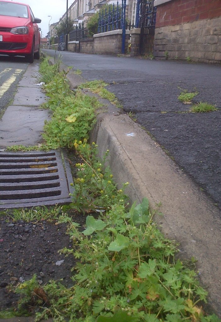 Blue Dye For Weeds Newbiggin By The Sea Town Council   Weeds 703x1024 