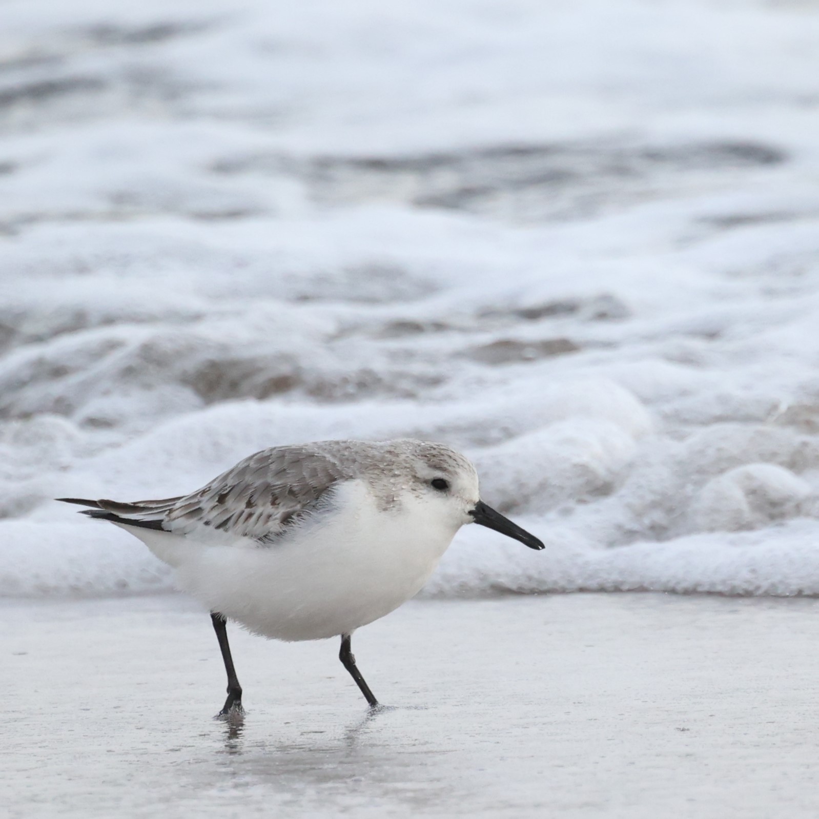 Shorebirds for Beginners Guided Walk