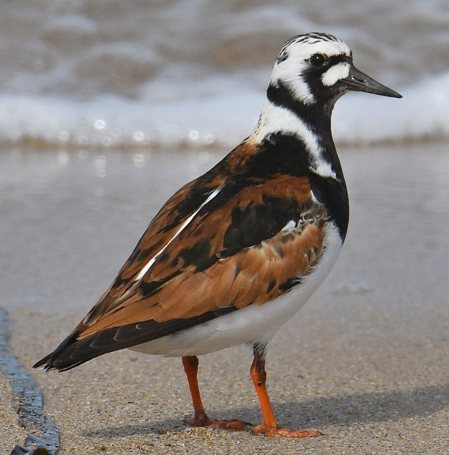 Shorebirds for Beginners Guided Walk